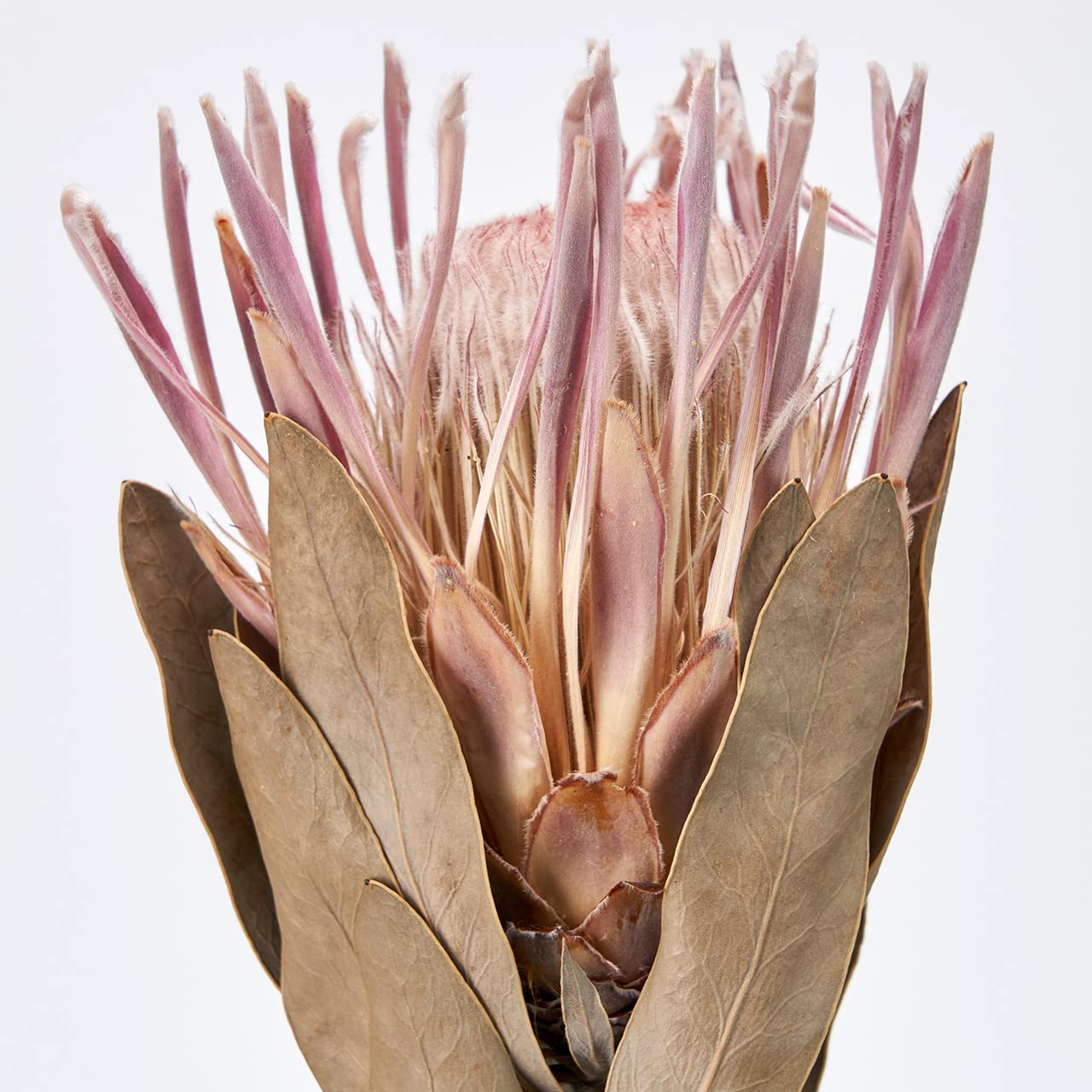 Amazon｜コアトレーニング ドライフラワー プロテア・カーニバル 約